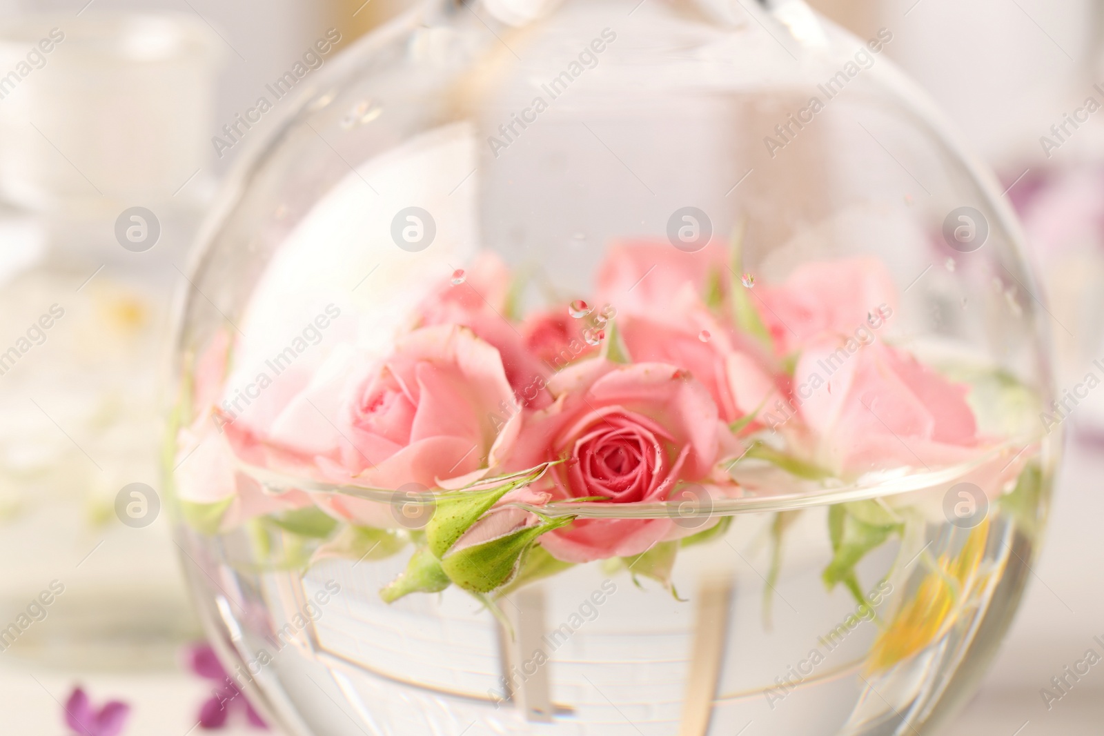 Photo of Laboratory flask with rose flowers, closeup. Extracting essential oil for perfumery and cosmetics