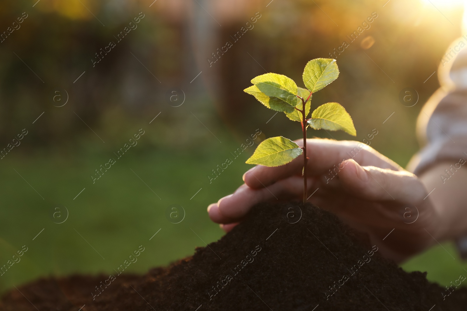 Photo of Woman planting young tree in garden, closeup. Space for text