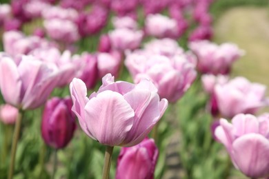 Beautiful tulip flowers growing in field, closeup