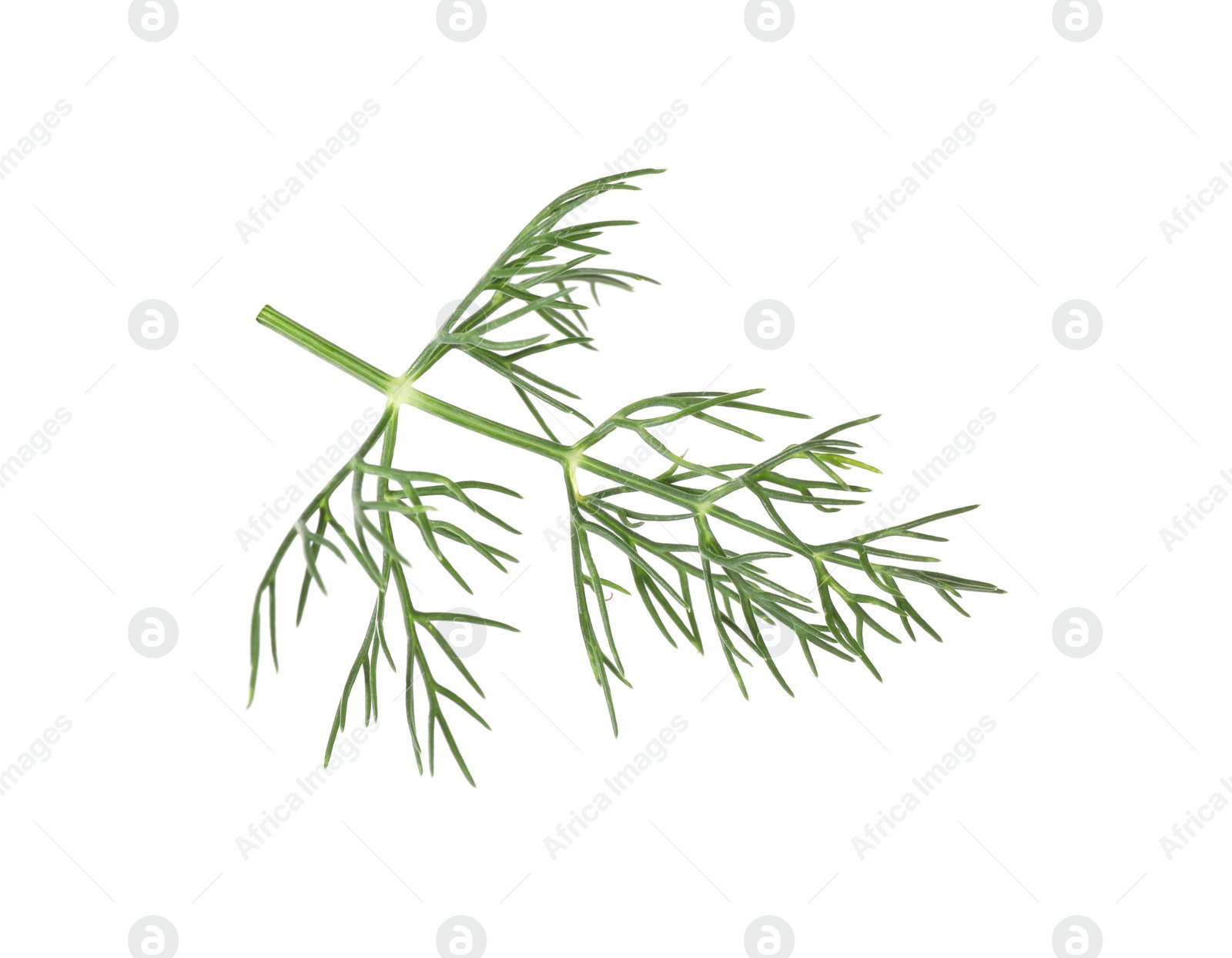 Photo of One sprig of fresh dill isolated on white