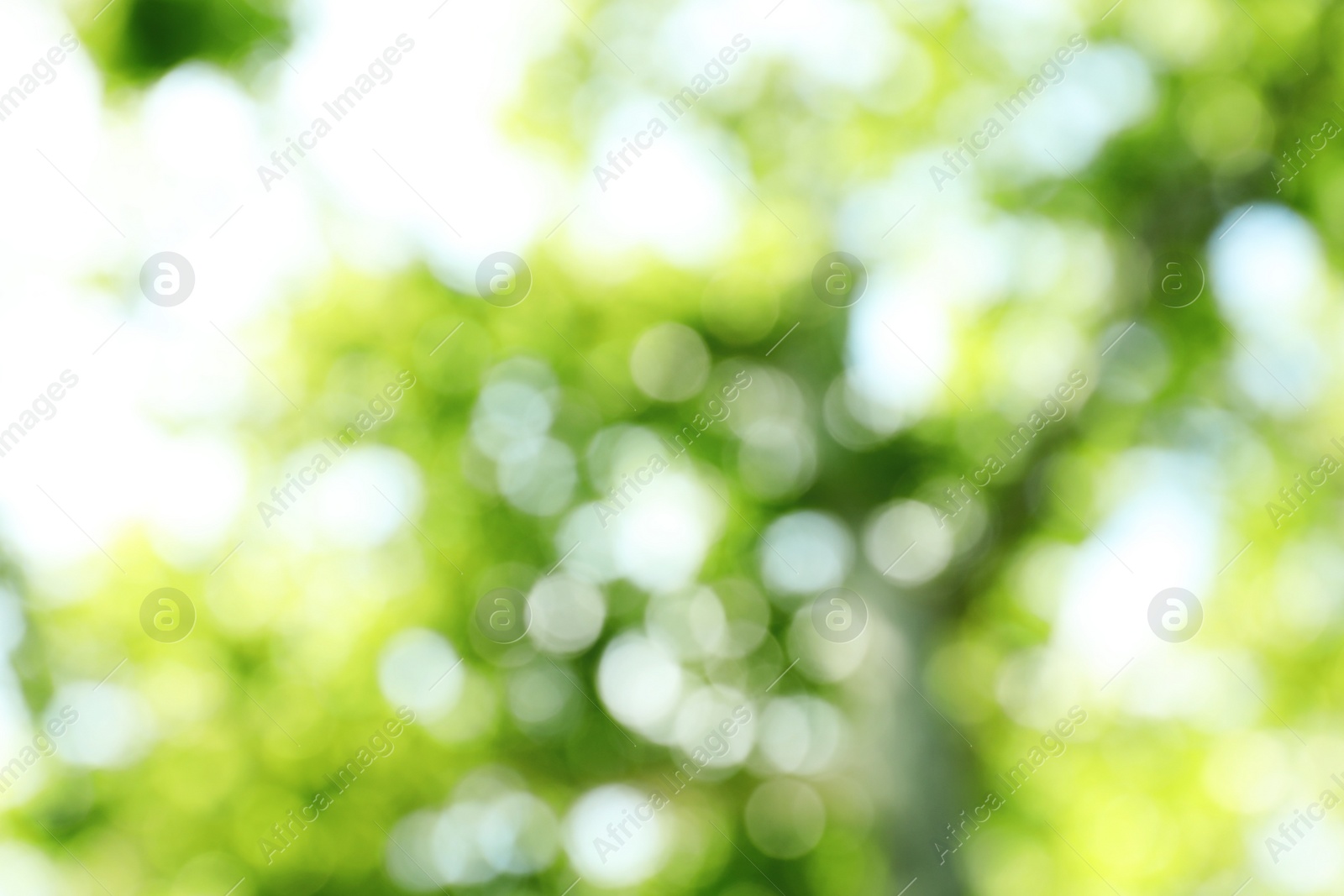 Photo of Blurred view of abstract green background. Bokeh effect