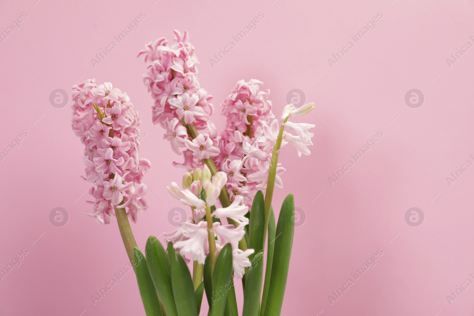 Photo of Beautiful spring hyacinth flowers on color background. Space for text