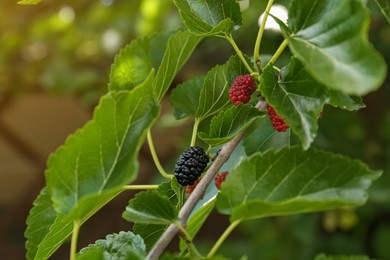 Photo of Branch with ripe and unripe mulberries in garden, closeup