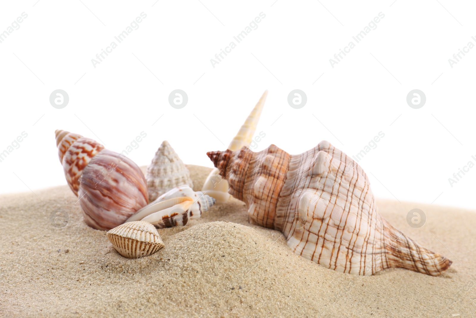 Photo of Beautiful exotic sea shells and sand on white background