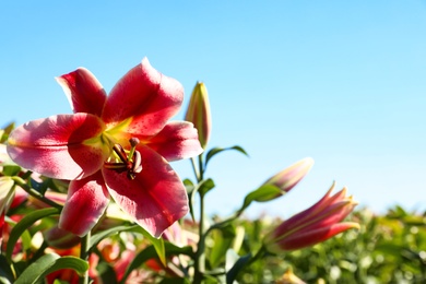 Photo of Beautiful bright pink lilies growing at flower field, closeup. Space for text