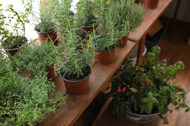 Fresh potted home plants on wooden window sill, space for text