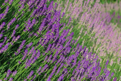 Beautiful blooming lavender plants in field on sunny day