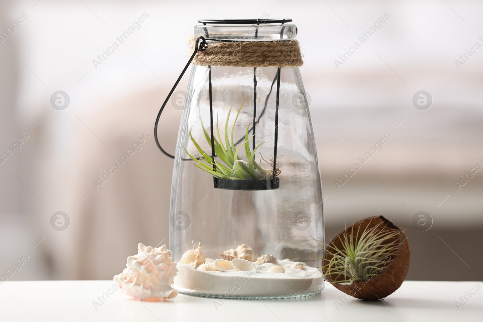 Photo of Different tillandsia plants and florarium on white table indoors. House decor