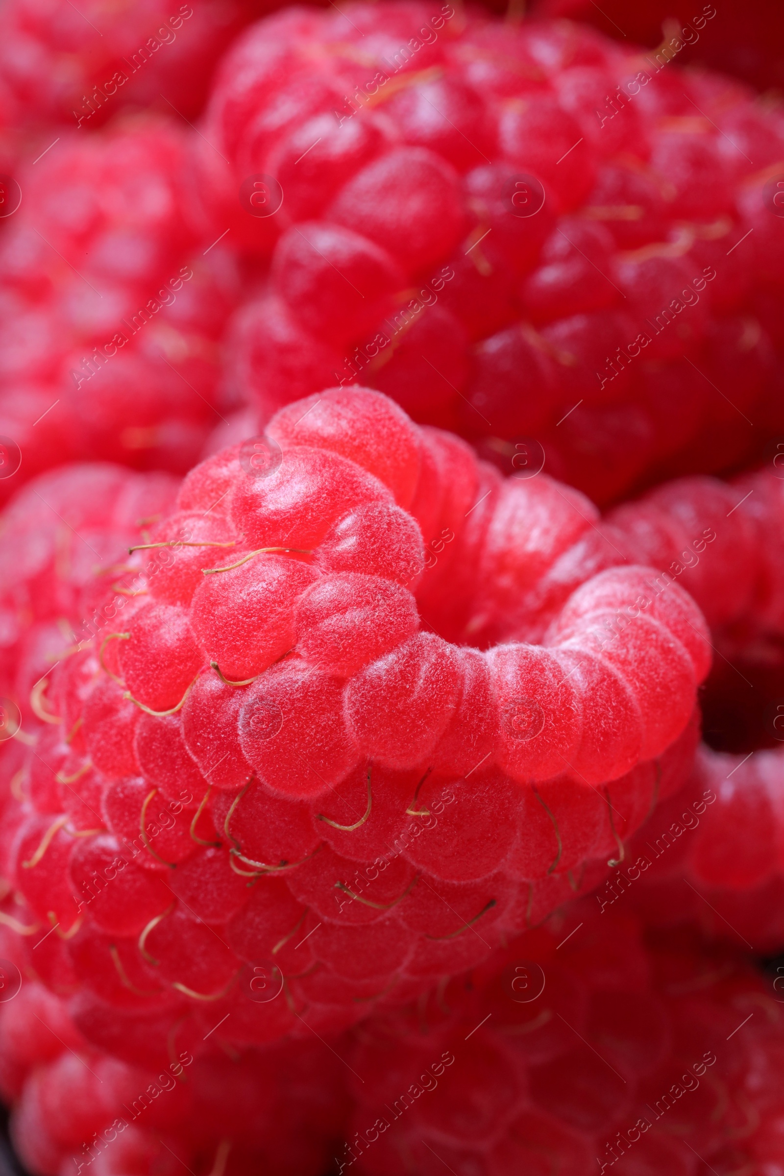 Photo of Many fresh ripe raspberries as background, closeup