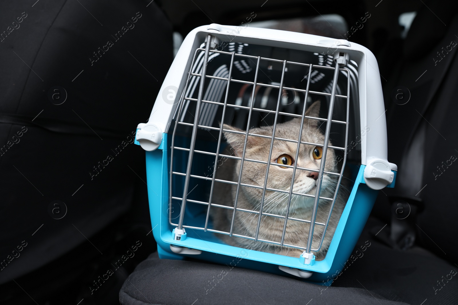 Photo of Travel with pet. Cute cat in carrier inside car