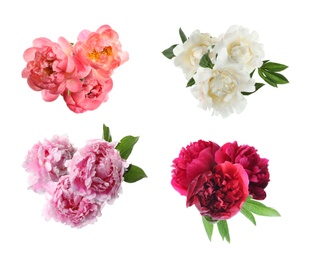 Image of Set of beautiful peonies on white background. Bright bouquets