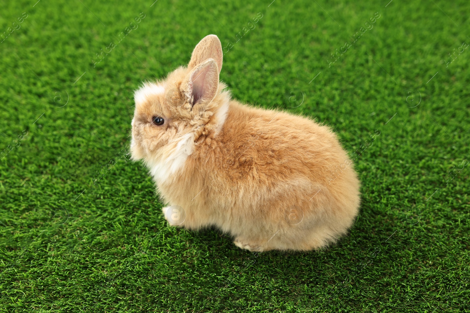 Photo of Cute fluffy pet rabbit on green grass