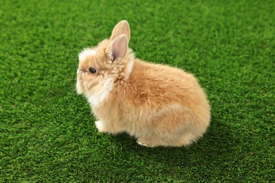 Cute fluffy pet rabbit on green grass