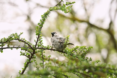 Beautiful sparrow sitting on spring tree branch