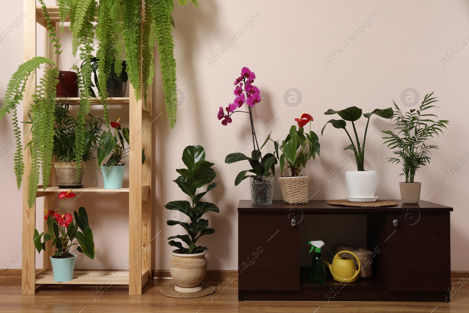 Photo of Beautiful houseplants in pots indoors. House decor