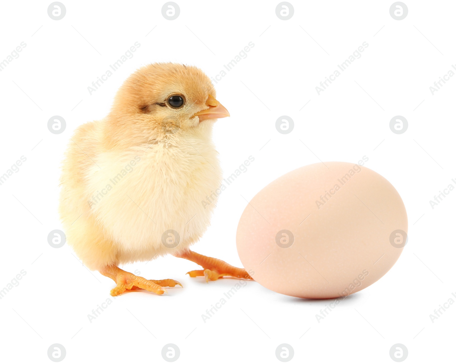 Photo of Cute chick and egg isolated on white. Baby animal