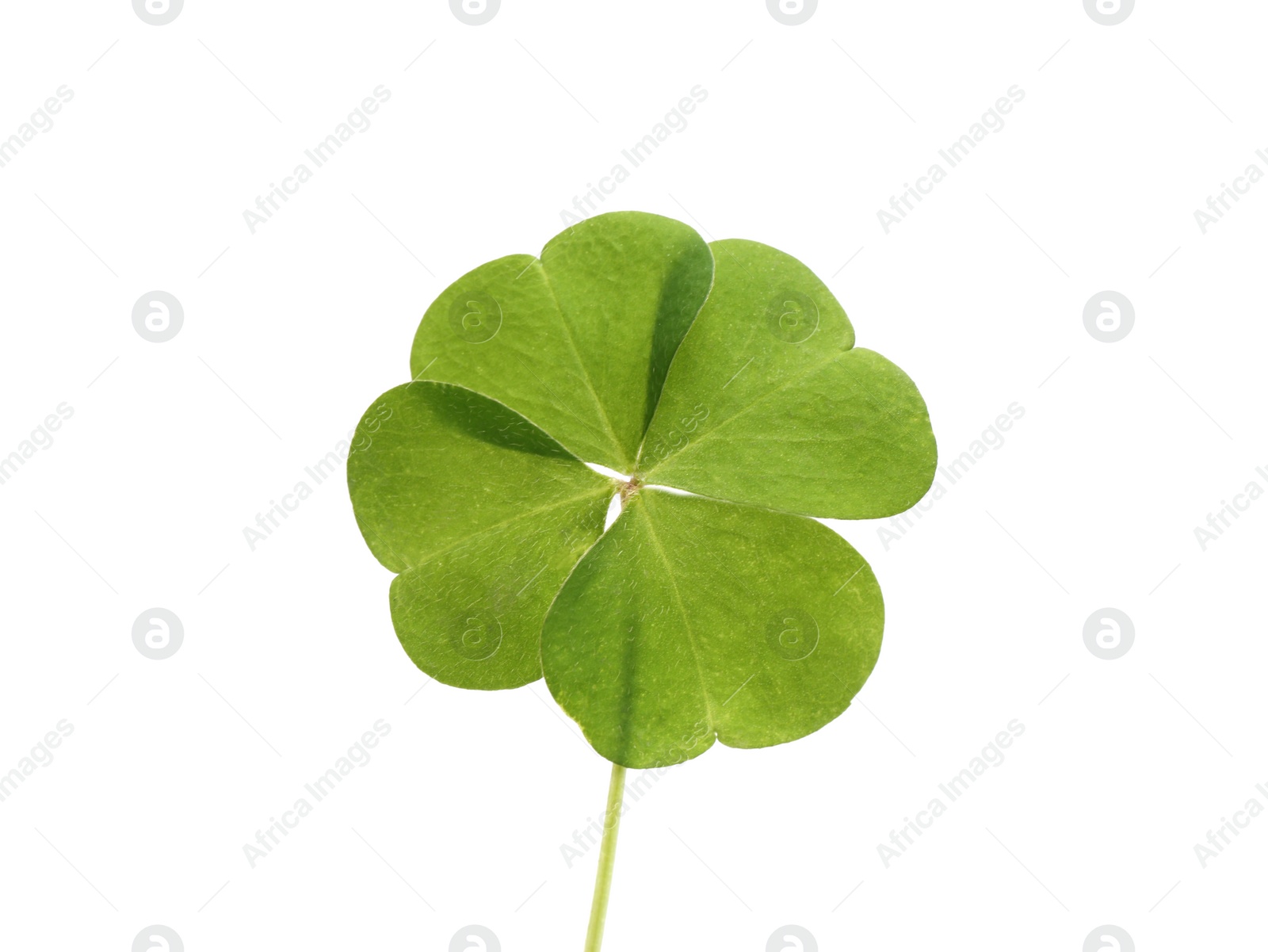 Photo of Beautiful green four leaf clover isolated on white