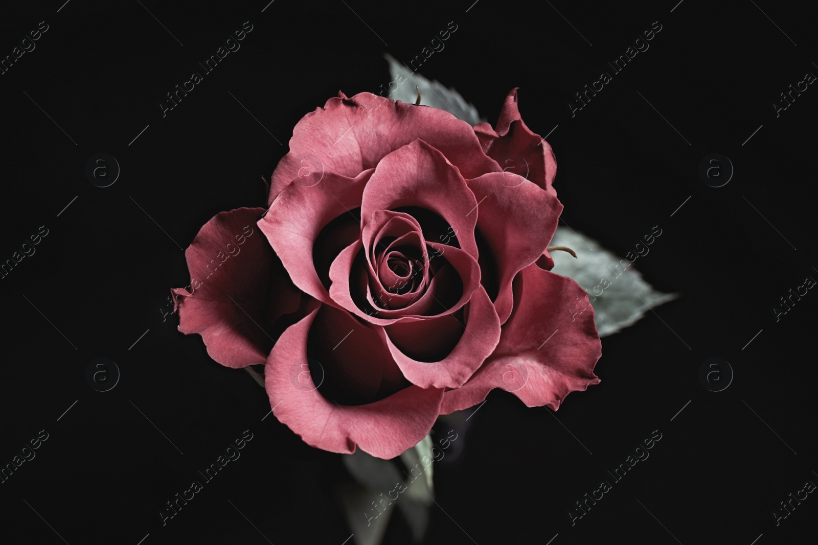 Photo of Beautiful rose on black background. Floral card design with dark vintage effect