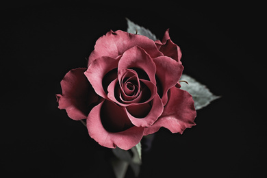 Beautiful rose on black background. Floral card design with dark vintage effect