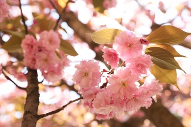 Photo of Beautiful blooming sakura outdoors on sunny spring day