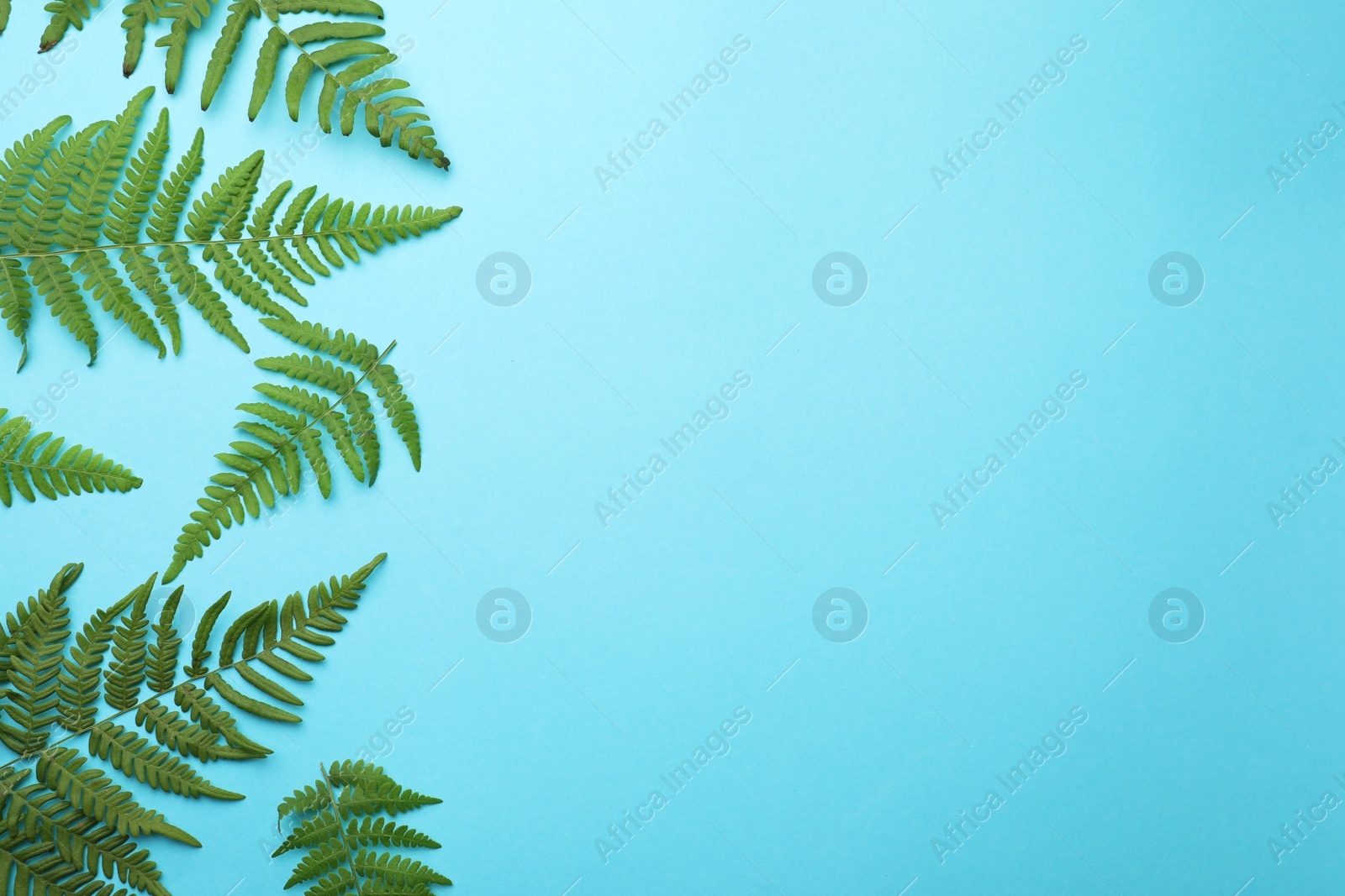 Photo of Beautiful tropical fern leaves on light blue background, flat lay. Space for text