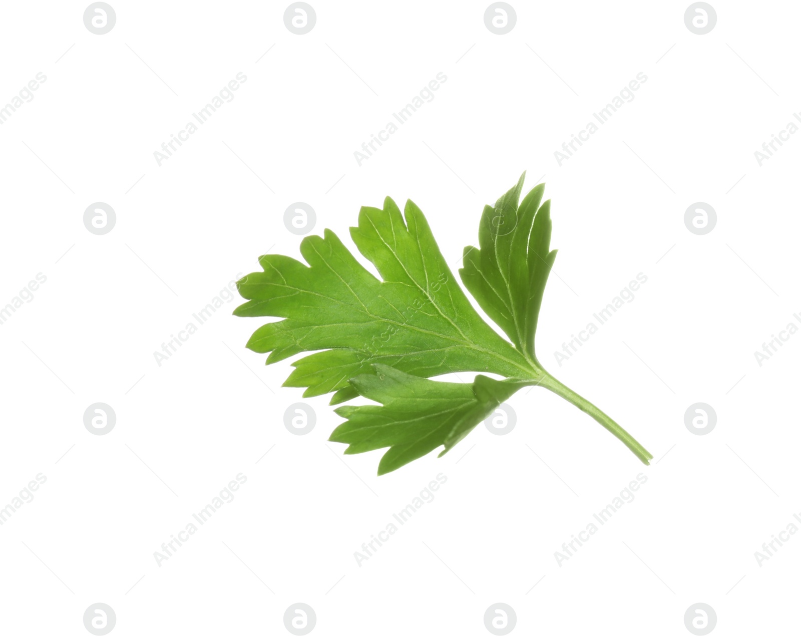 Photo of Fresh green organic parsley on white background