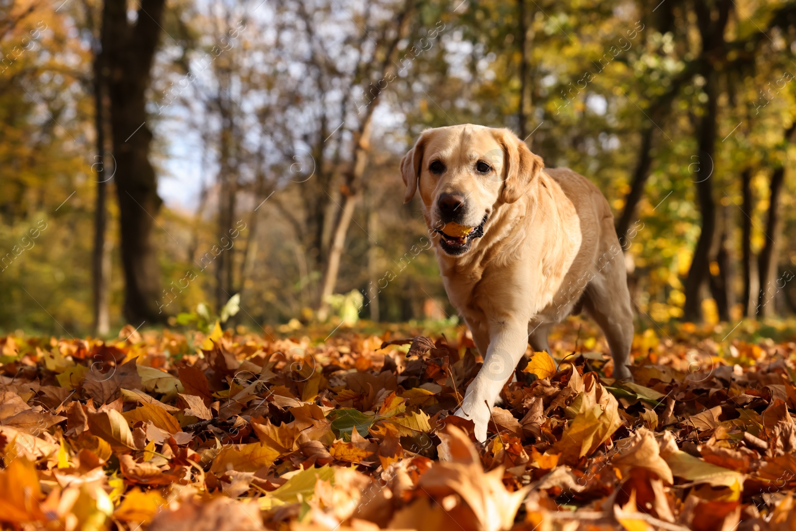 Photo of Cute Labrador Retriever dog with toy ball in sunny autumn park. Space for text