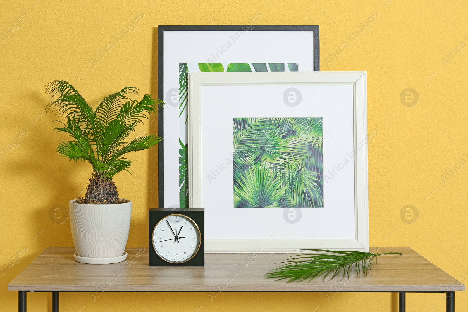 Photo of Pot with Sago palm tree and pictures of tropical leaves on table in room interior