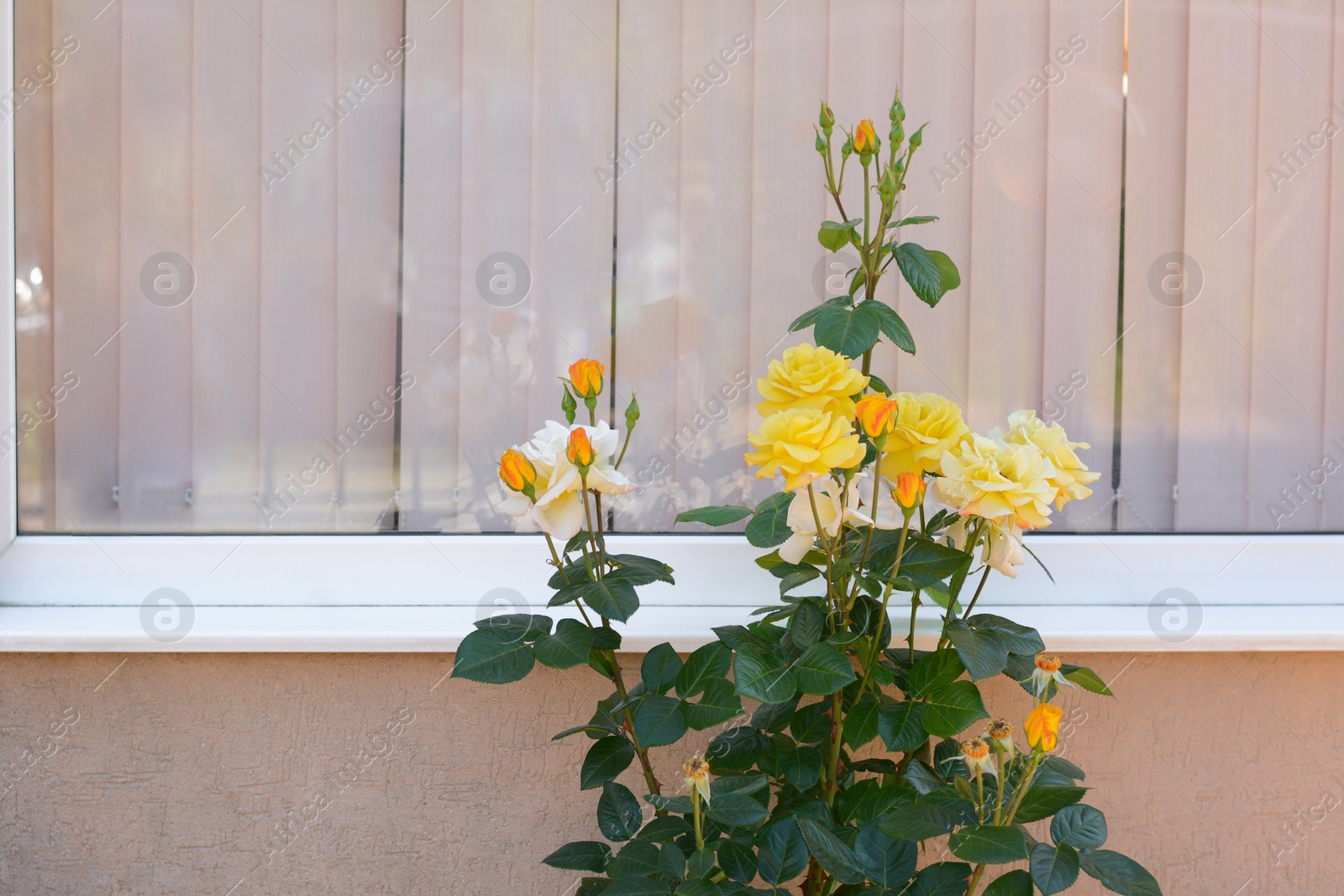 Photo of Beautiful blooming rose bush near building outdoors