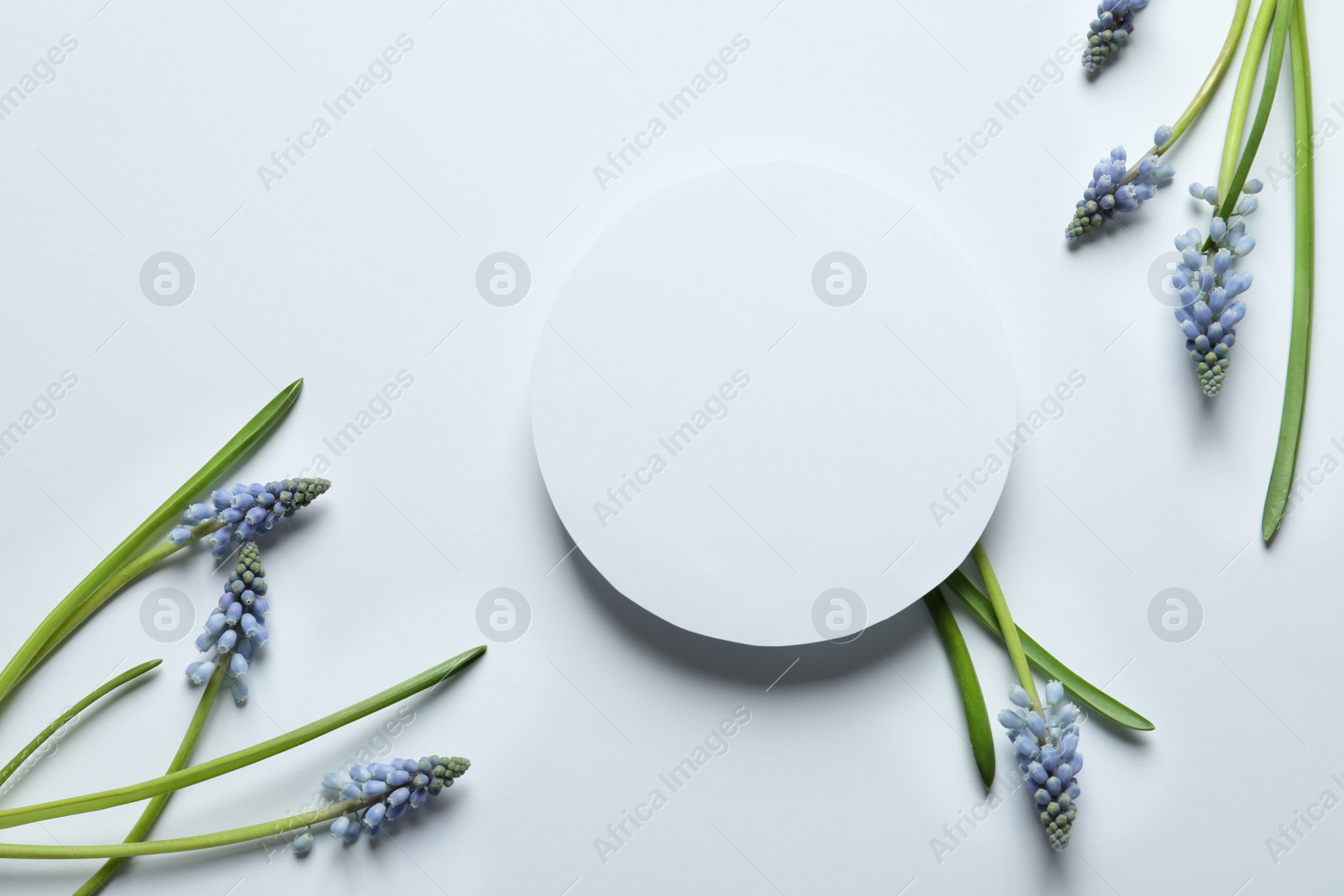 Photo of Beautiful spring muscari flowers and card on light background, flat lay. Space for text