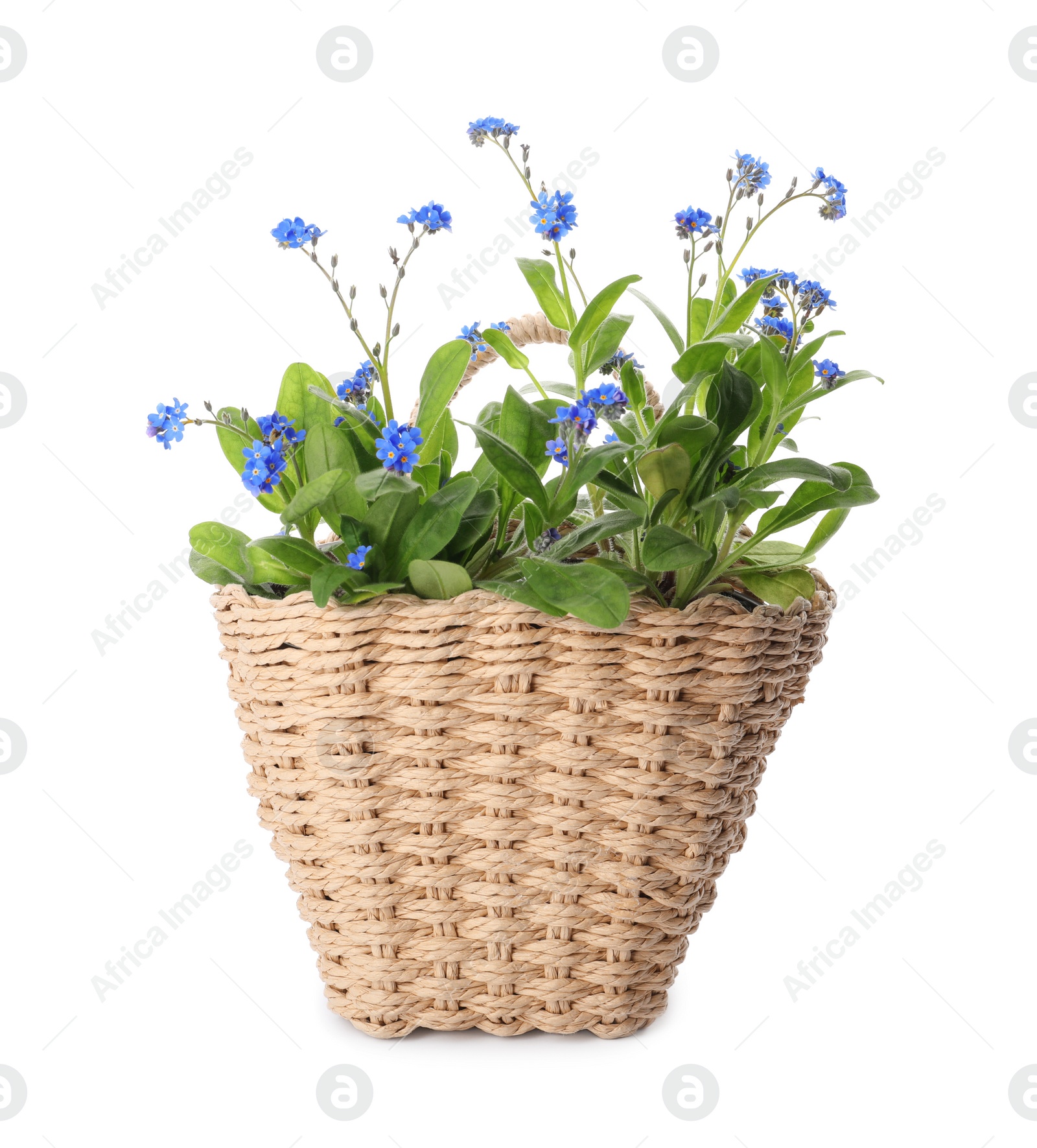 Photo of Beautiful potted Forget-me-not flowers in basket on white background