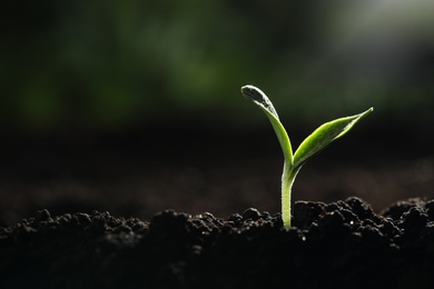 Young vegetable seedling growing in soil outdoors, space for text