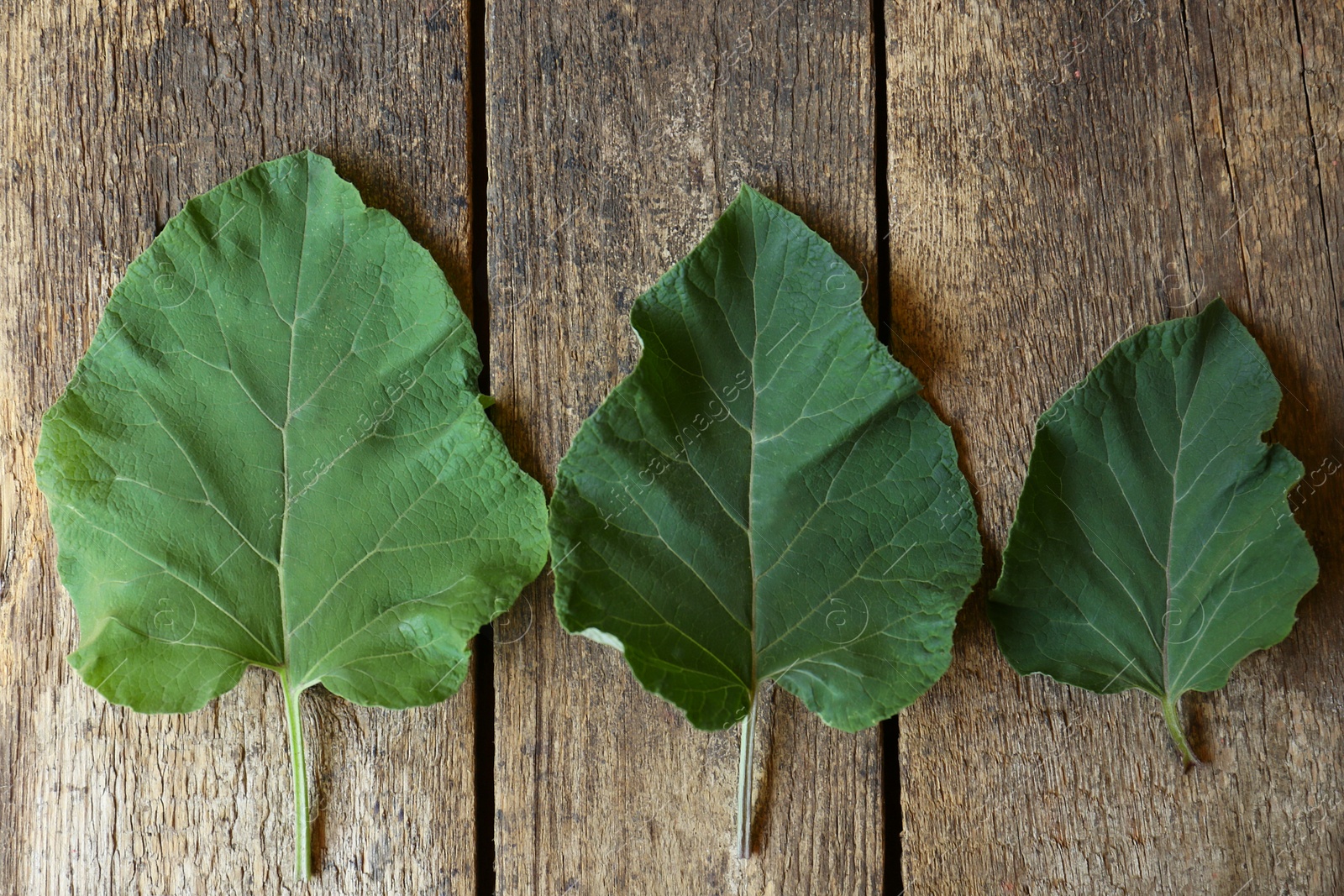 Photo of Fresh green burdock leaves on wooden table, flat lay