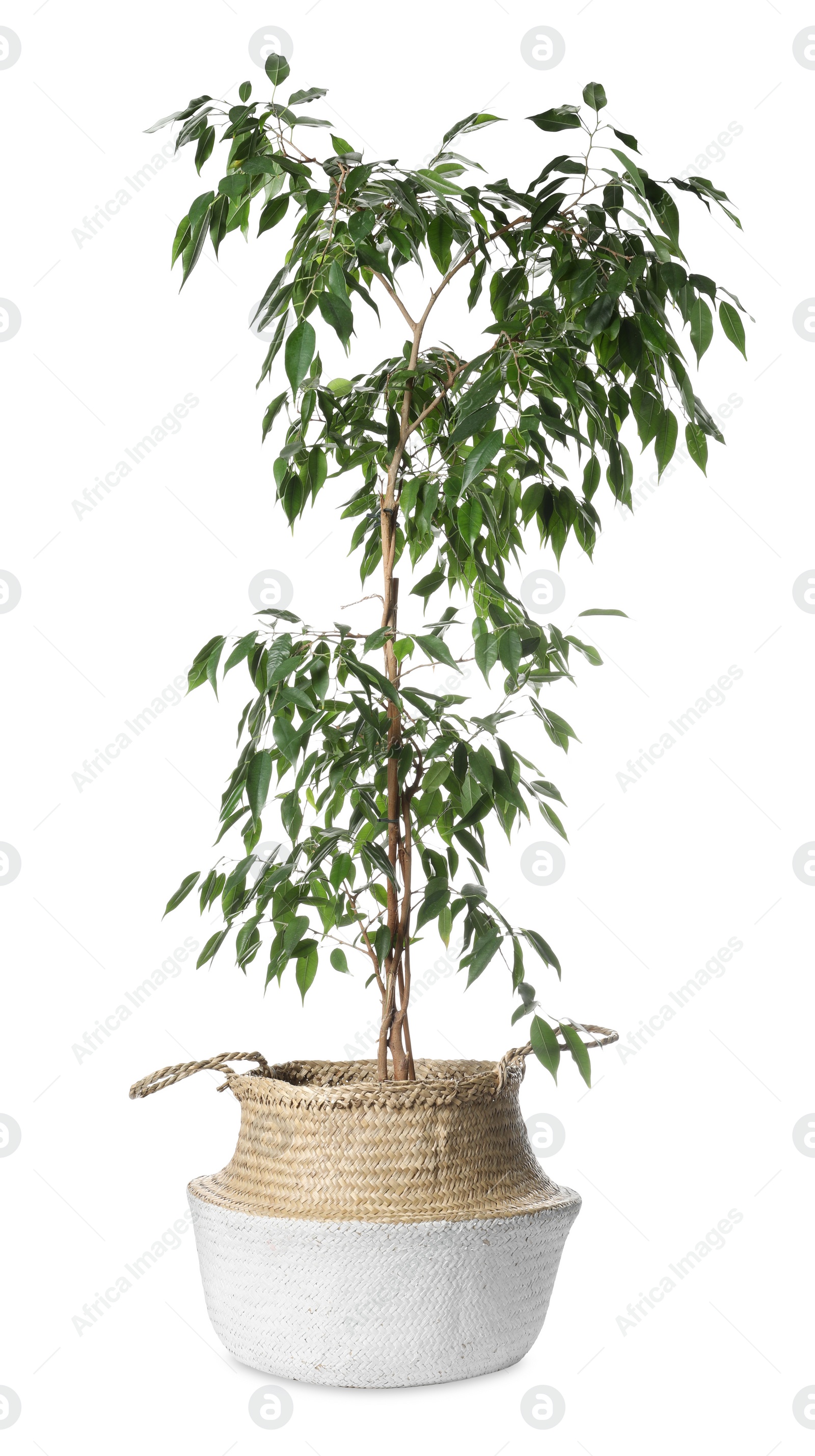 Photo of Beautiful ficus plant in pot on white background. House decor