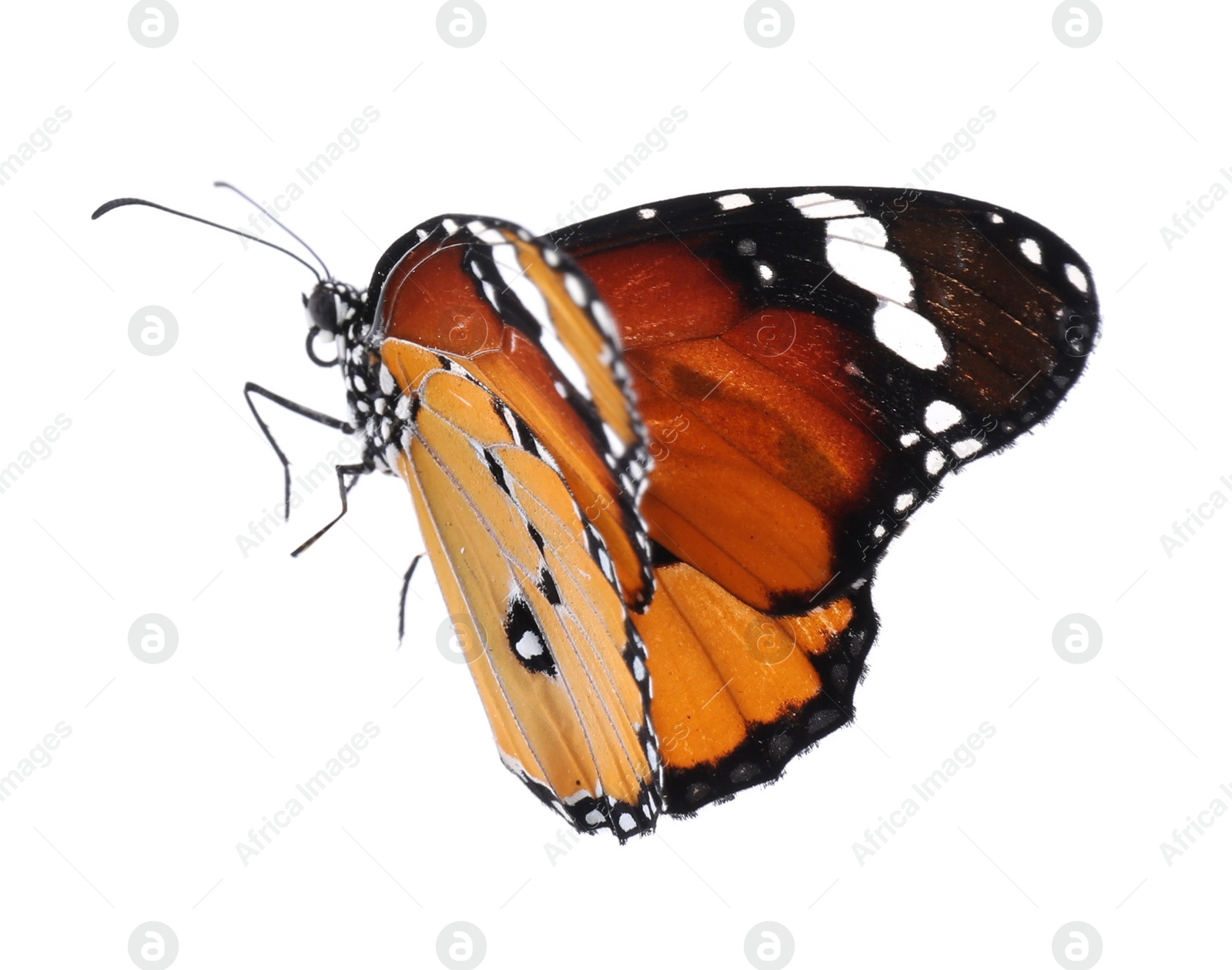 Photo of Beautiful painted lady butterfly isolated on white