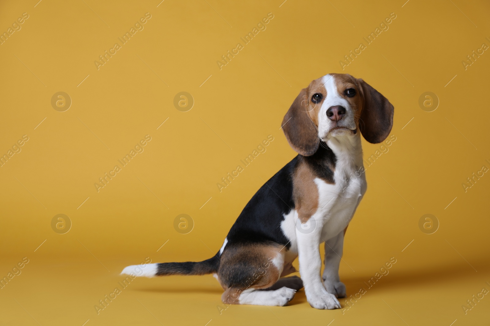 Photo of Cute Beagle puppy on yellow background. Adorable pet