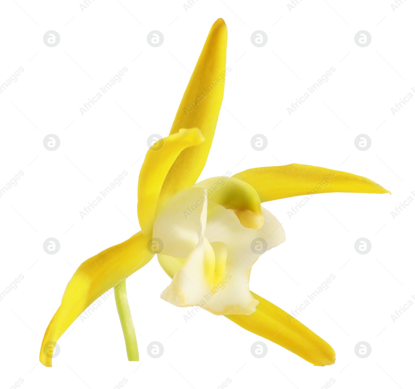 Photo of Yellow vanilla orchid flower isolated on white