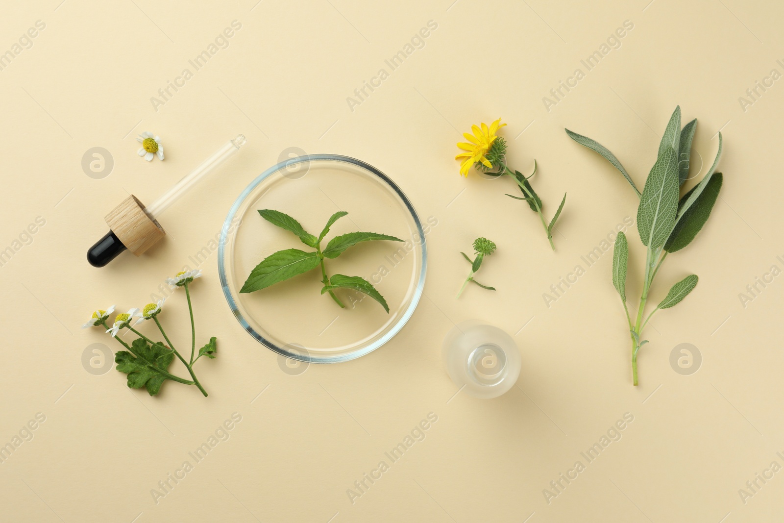 Photo of Flat lay composition with Petri dish and plants on beige background