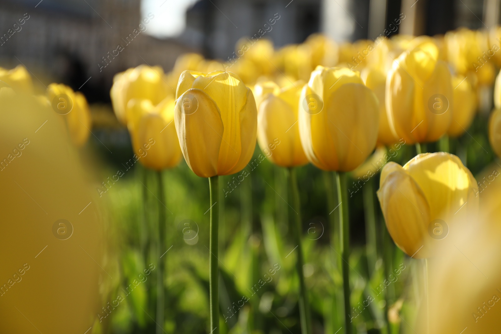 Photo of Beautiful yellow tulips growing outdoors on sunny day, closeup. Spring season