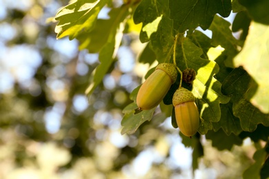 Closeup view of oak with green leaves and acorns outdoors