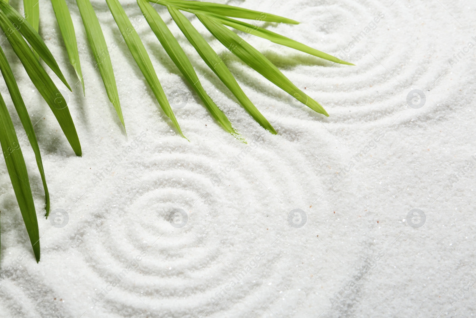 Photo of Zen rock garden. Circle patterns and green leaves on white sand