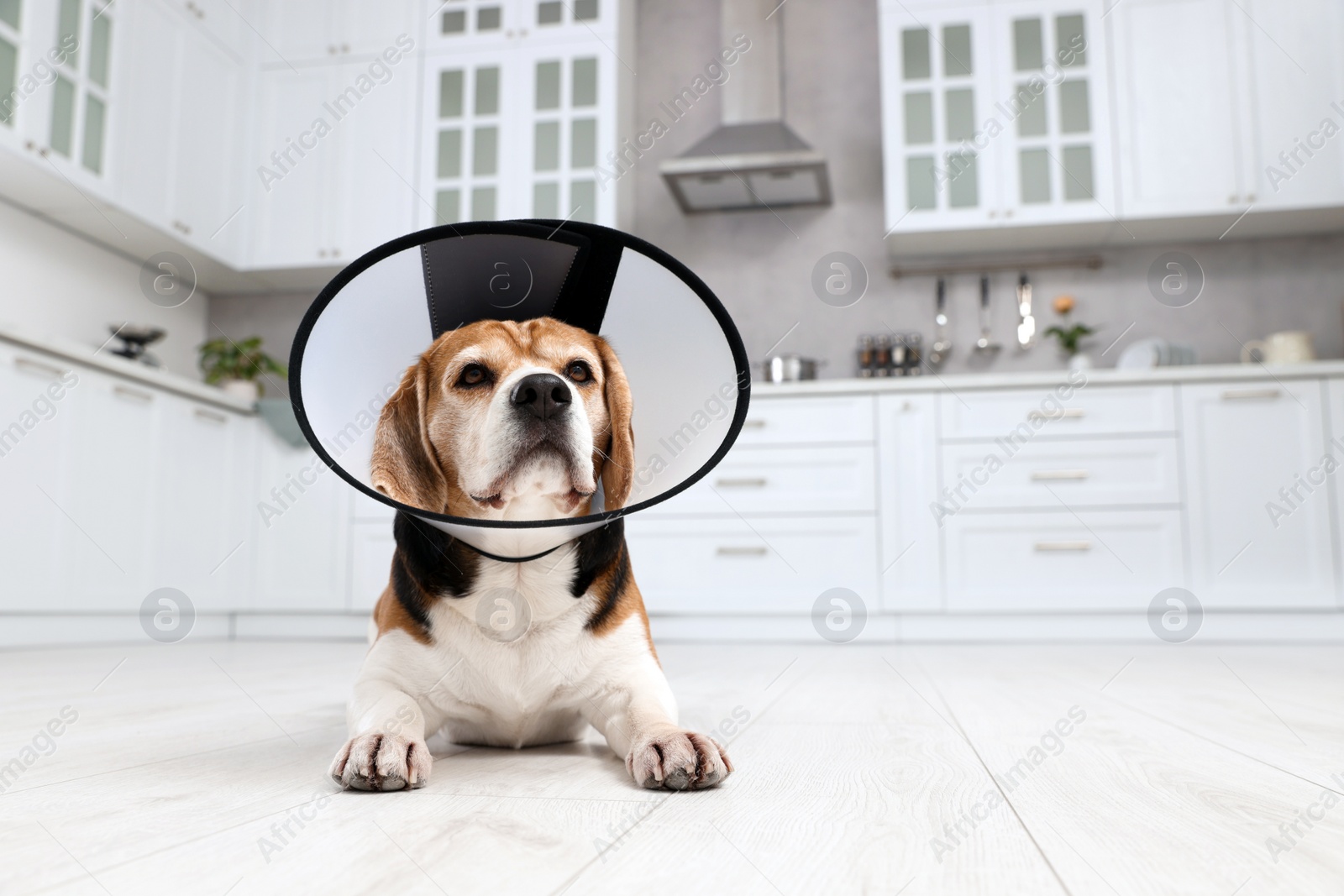 Photo of Adorable Beagle dog wearing medical plastic collar on floor indoors