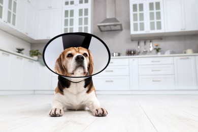 Photo of Adorable Beagle dog wearing medical plastic collar on floor indoors