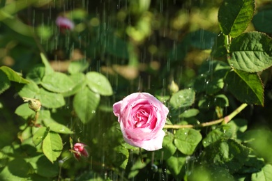 Beautiful green bush with pink roses in garden on rainy summer day, closeup view