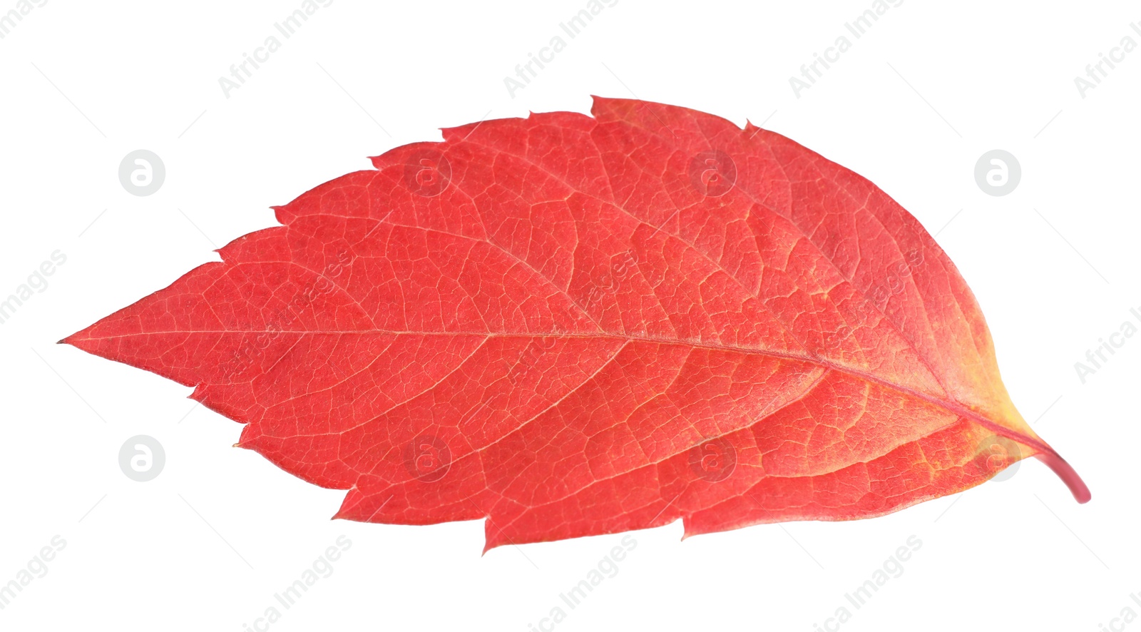 Photo of Autumn season. Bright leaf isolated on white