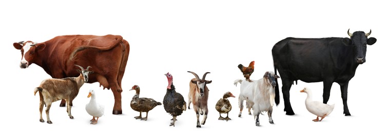 Group of different farm animals on white background. Banner design