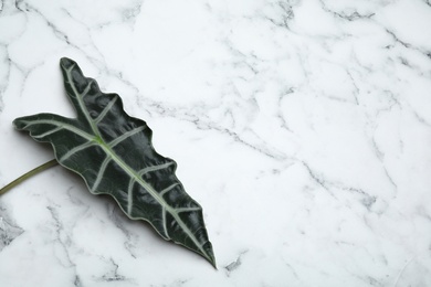 Leaf of tropical alocasia plant on marble background, top view with space for text