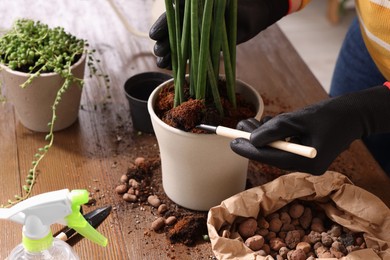 Woman transplanting houseplant into new pot at wooden table indoors, closeup