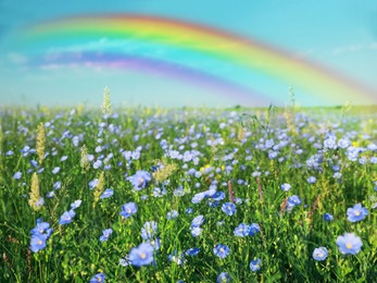 Beautiful rainbow in blue sky over blooming field on sunny day