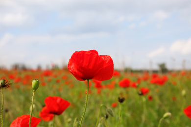 Beautiful red poppy flower growing in field, closeup